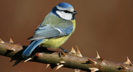Ptáci jako ukazatel změn v ekosystému - Tomáš Pospíšil