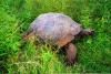 Galapágy